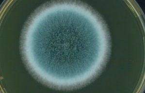 aspergillus toxic black mould